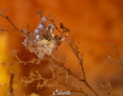 Noordelijke knuppelslak,eubranchus by Eduard Bello 